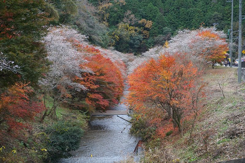 Hoa anh đào Shikizakura